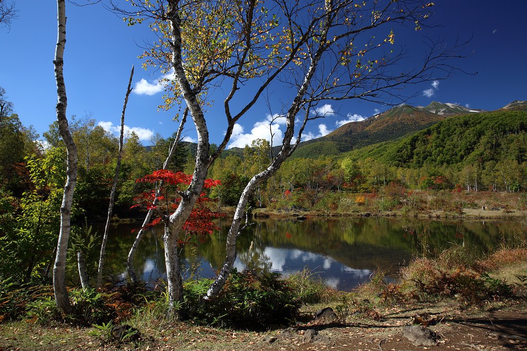 紅一点