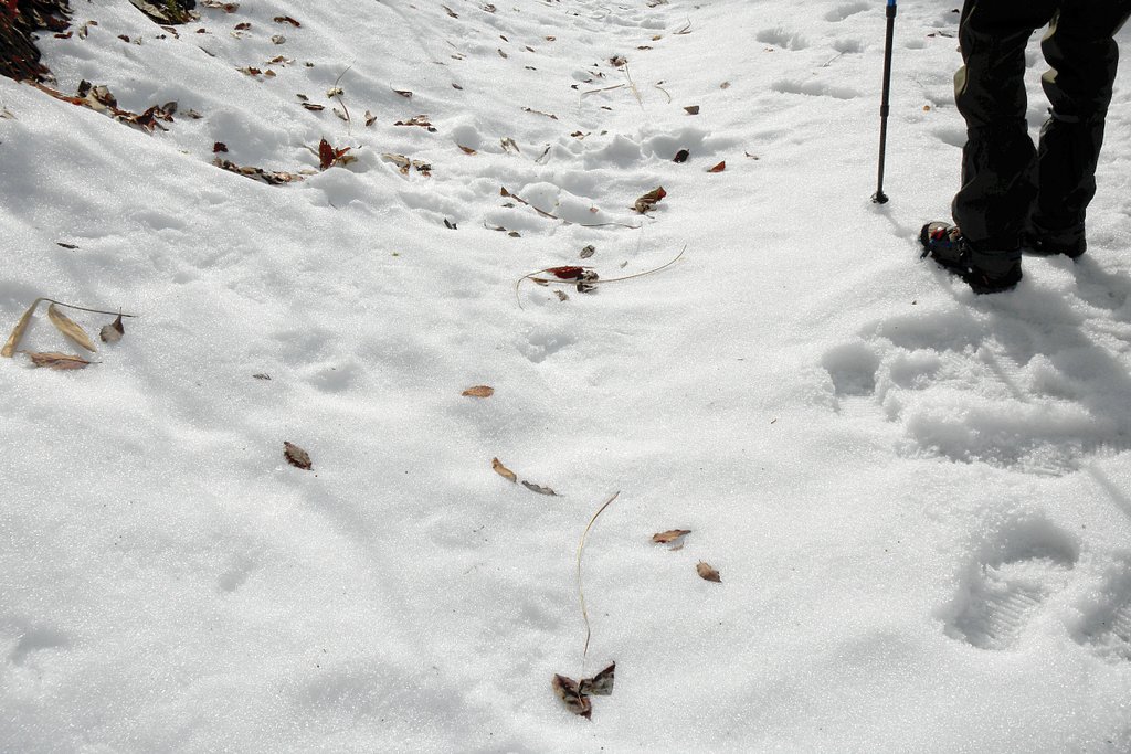 雪