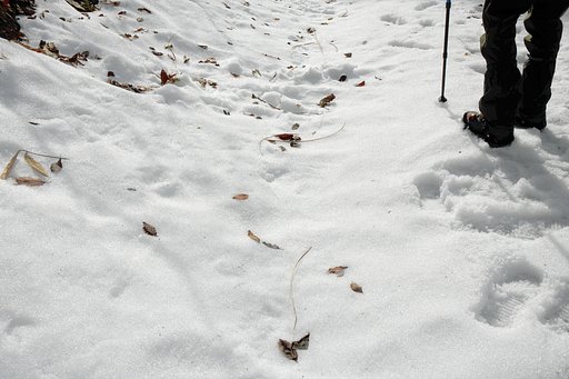 雪