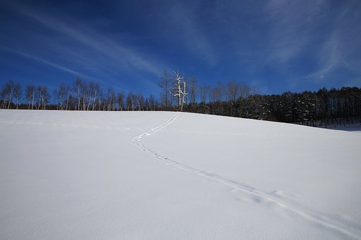 白樺の樹の足あと