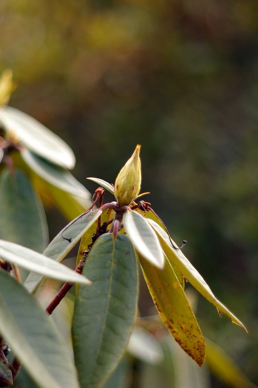 SMC - Takumar105/2.8開放　公園の植木