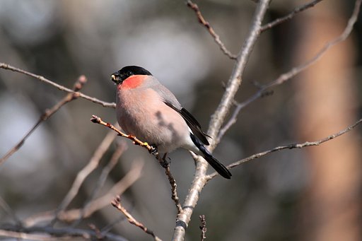 ウソ