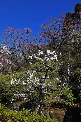 　　【　池上梅園　梅五題　】