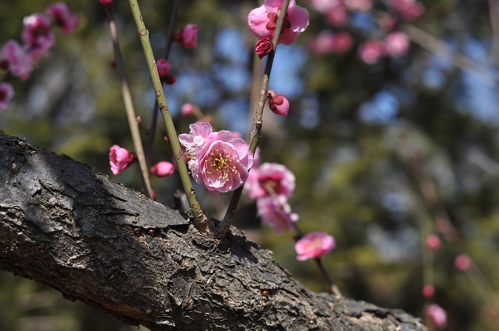 羽根木公園にて