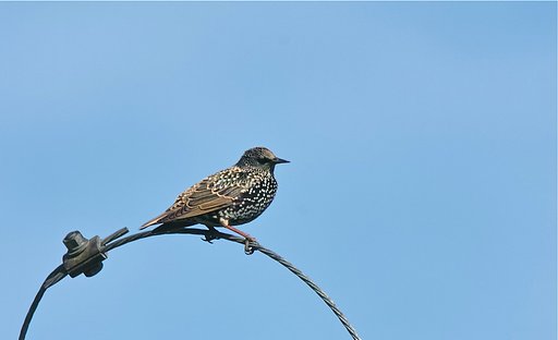 ホシムクドリ