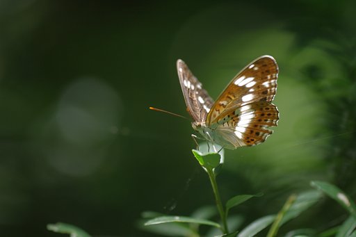 夏の陽