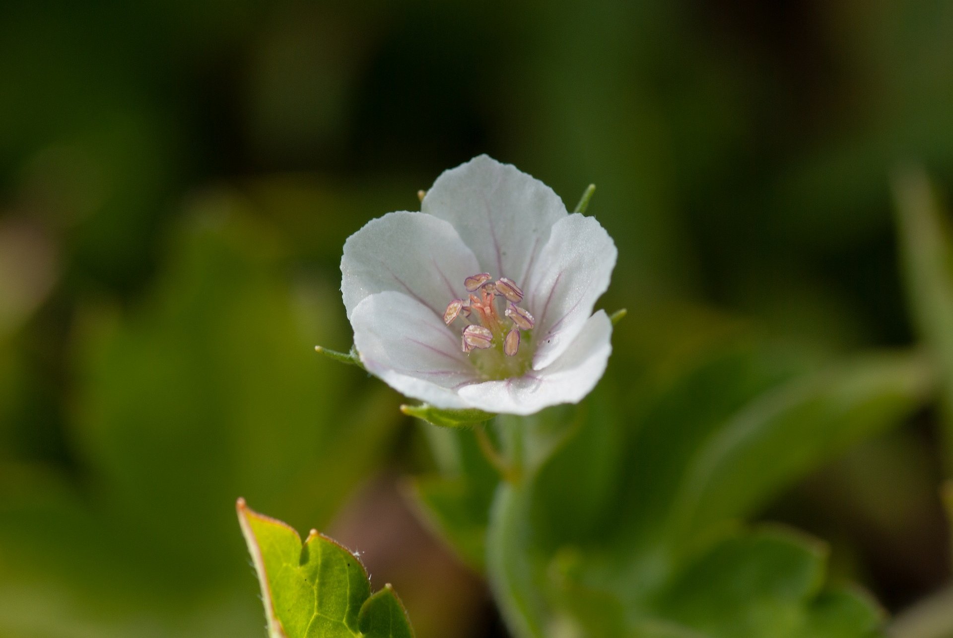 少なくなってきた、ゲンノショウコ白花。