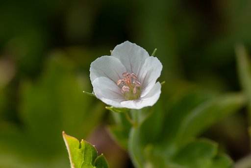 少なくなってきた、ゲンノショウコ白花。