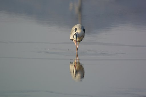 アオサギ