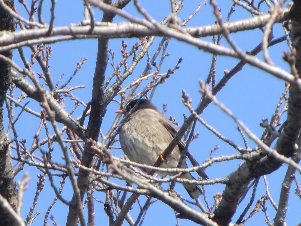 何の鳥ですか？