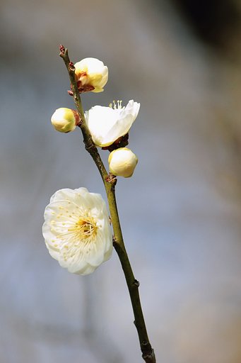 白梅がそっと