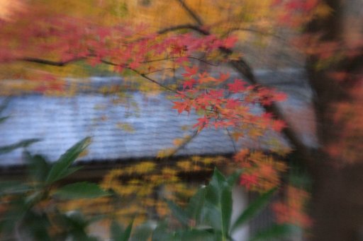 鎌倉の紅葉