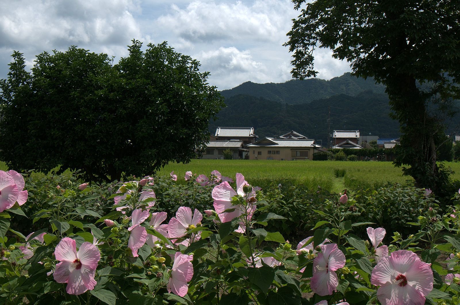 芙蓉の花でしょうか