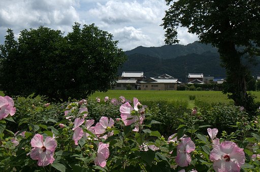 芙蓉の花でしょうか