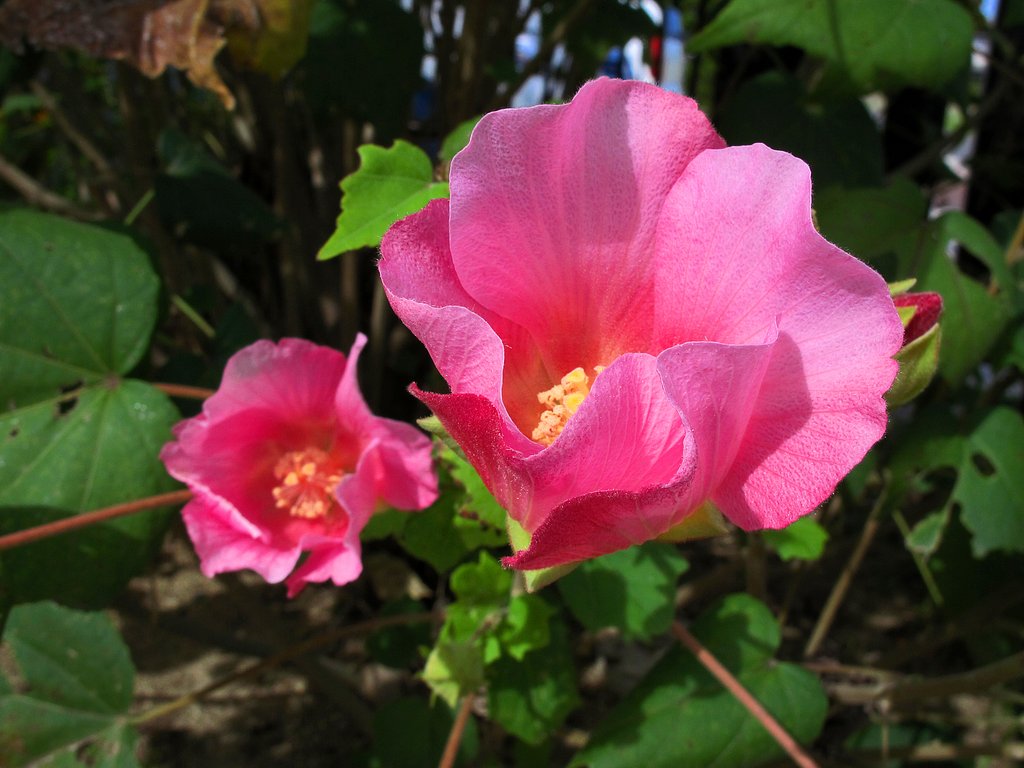 槿の花