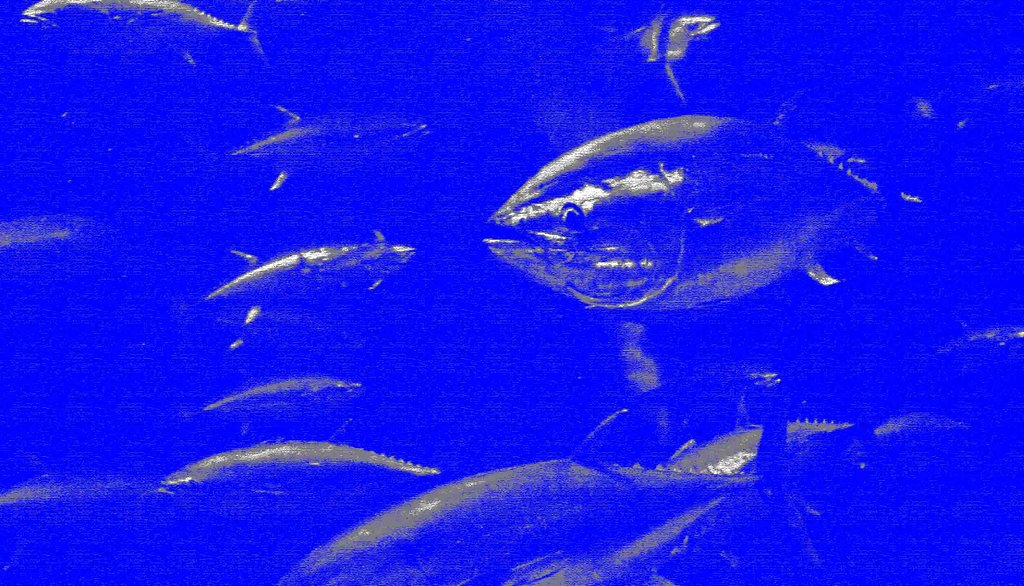 ギョ　ギョ　魚ッ