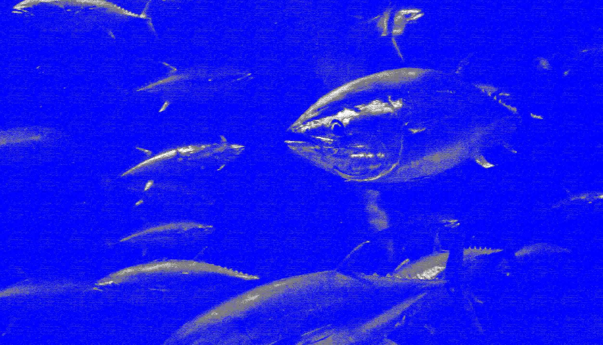 ギョ　ギョ　魚ッ