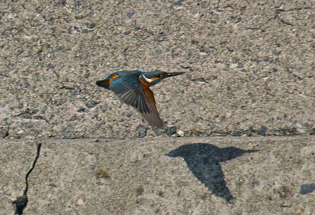 カワセミ