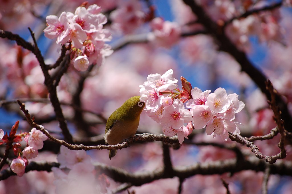 初めての鳥撮り
