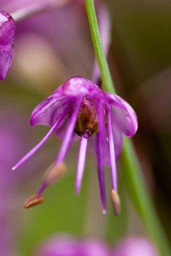 ラッキョウの花一輪。