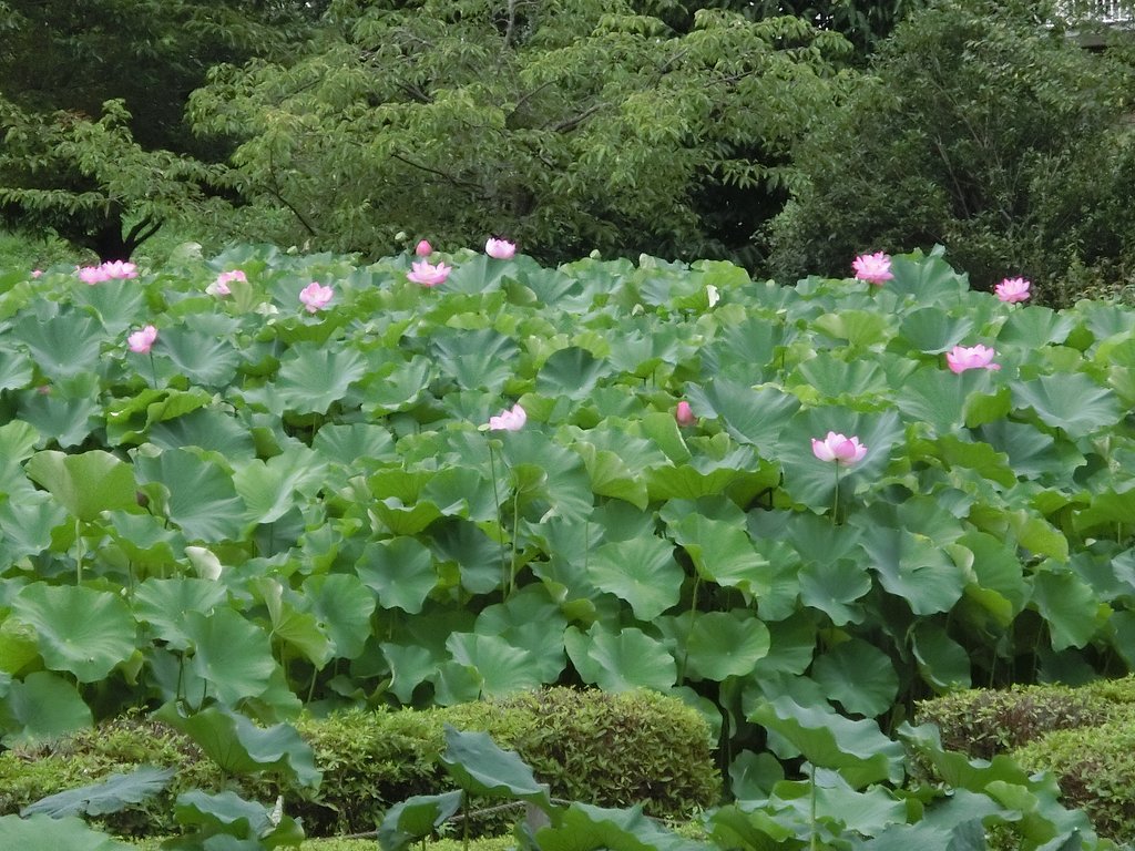 ハス田