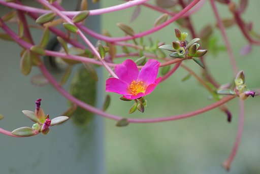 夏のなごり