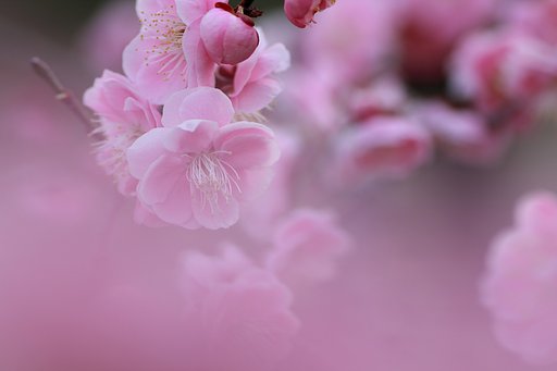 花遊び