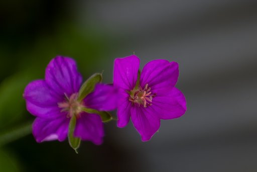 赤い花も咲きました。
