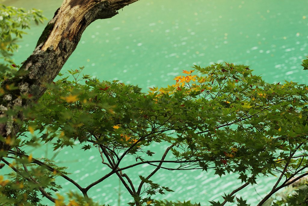 ダム湖の彩
