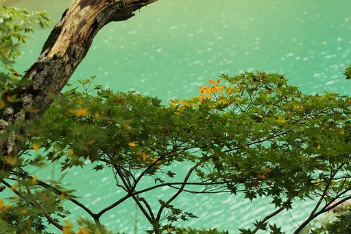 ダム湖の彩