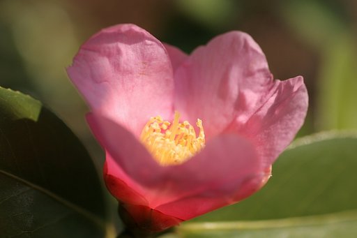 椿一花