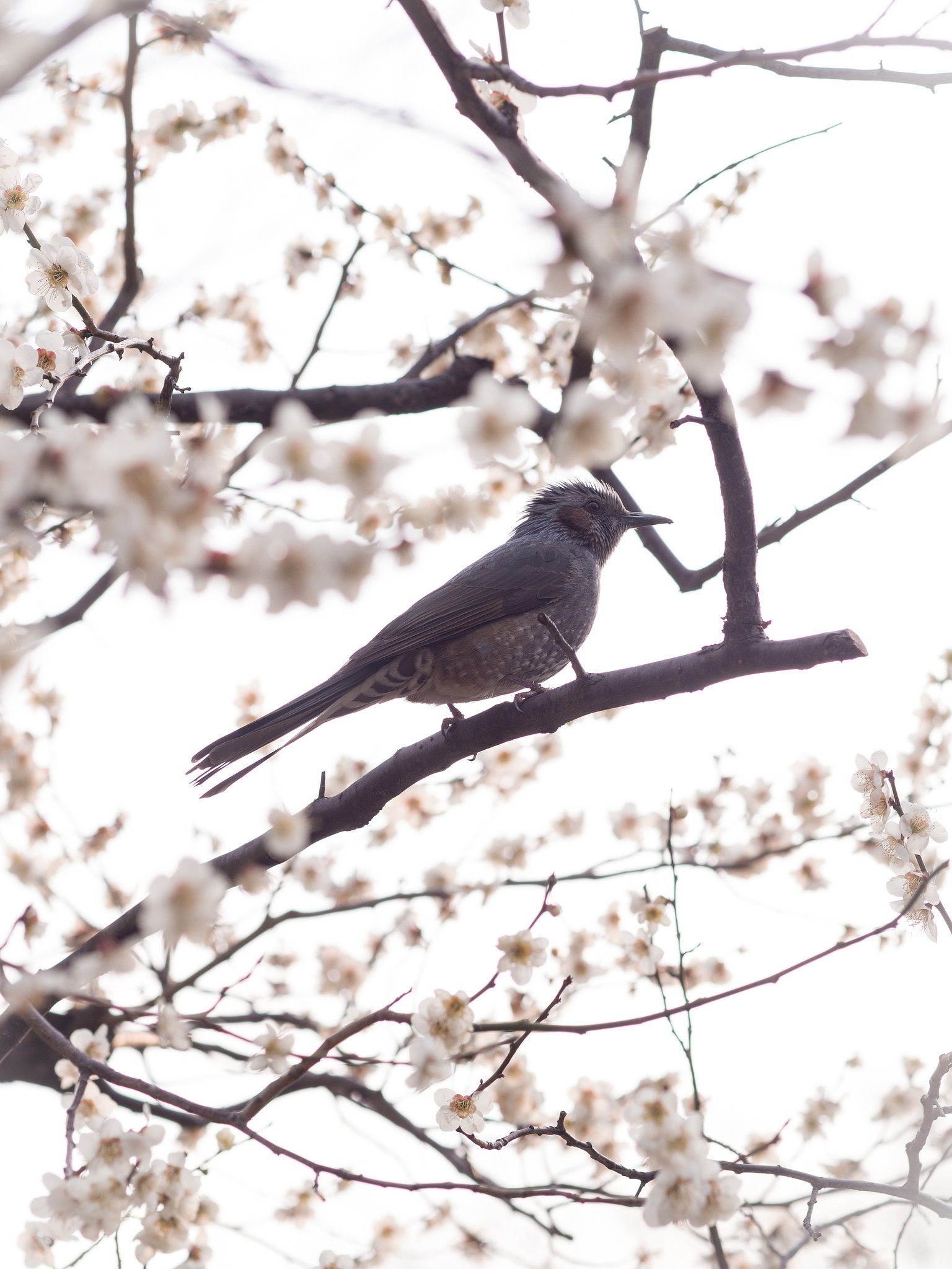 花鳥風月