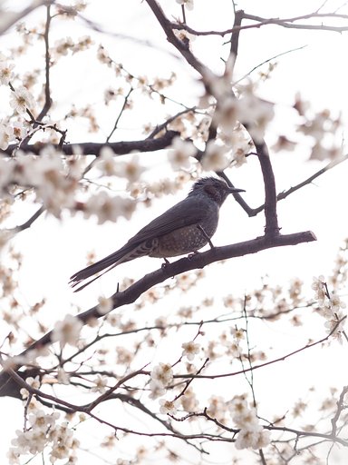 花鳥風月
