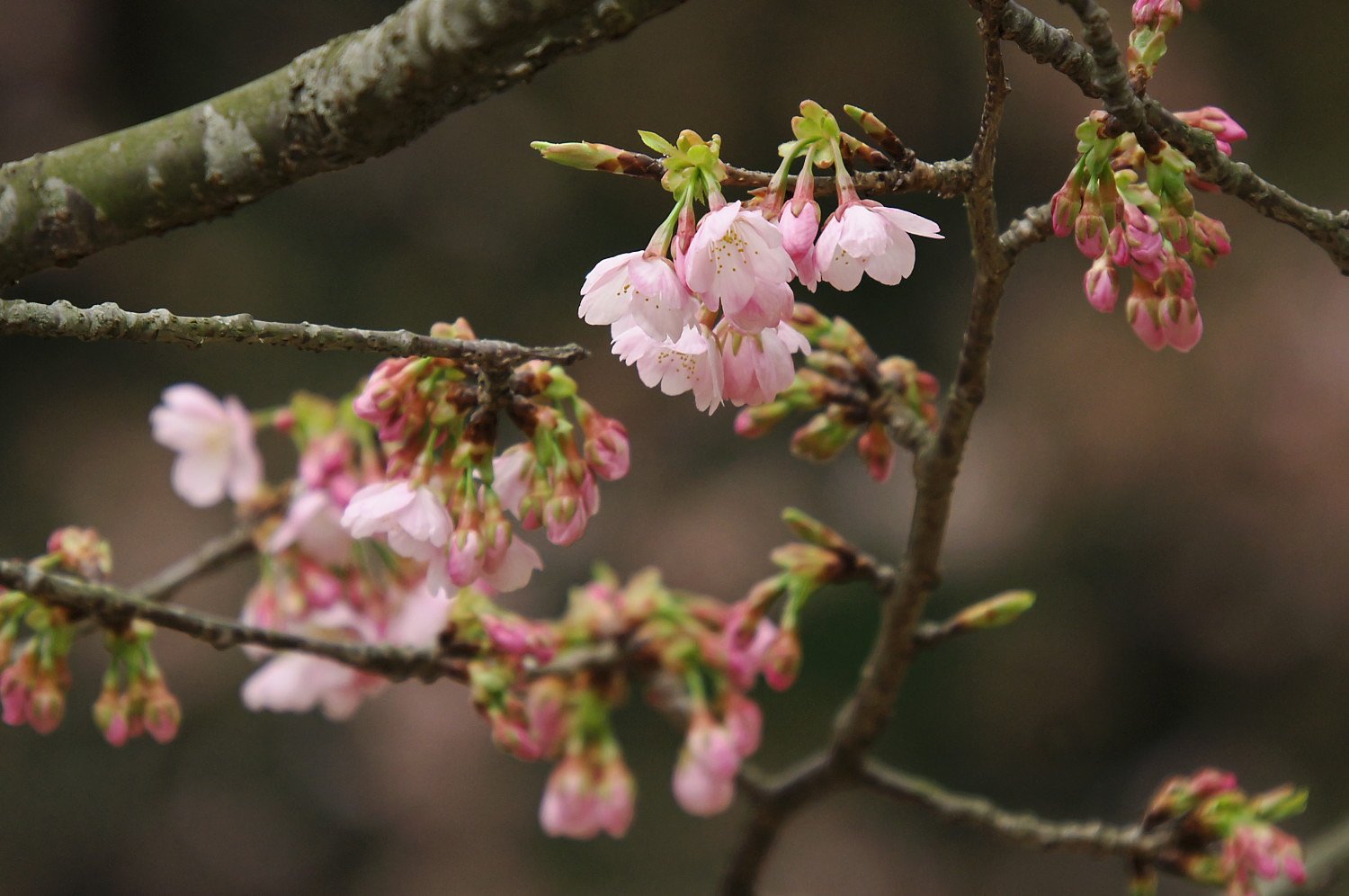 大寒桜