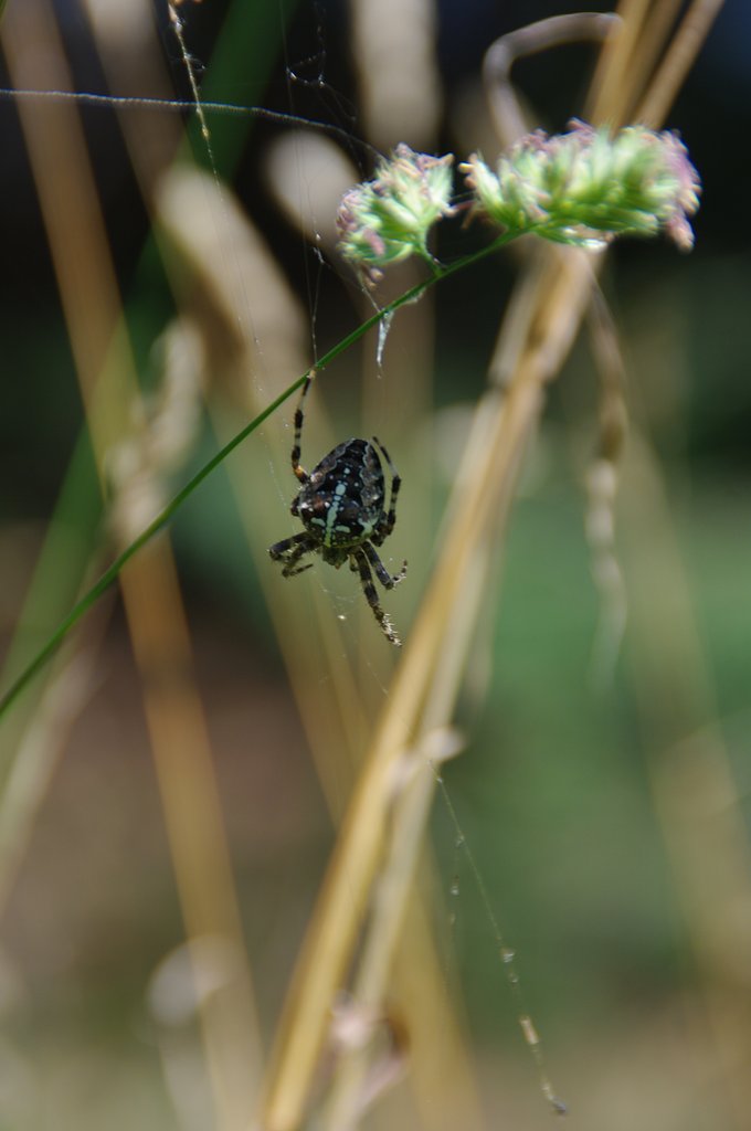 Araneus Diadematus