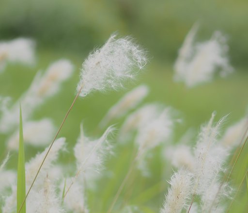 【風を感じて】綿毛が揺れて