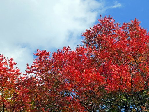 櫂の木燃える