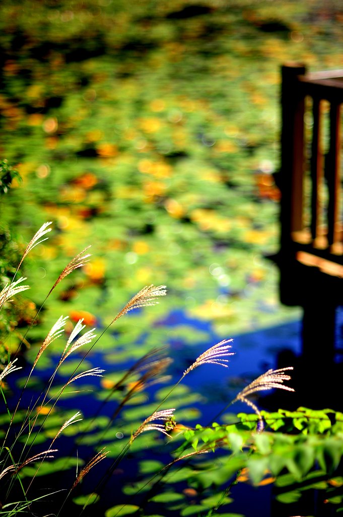 池