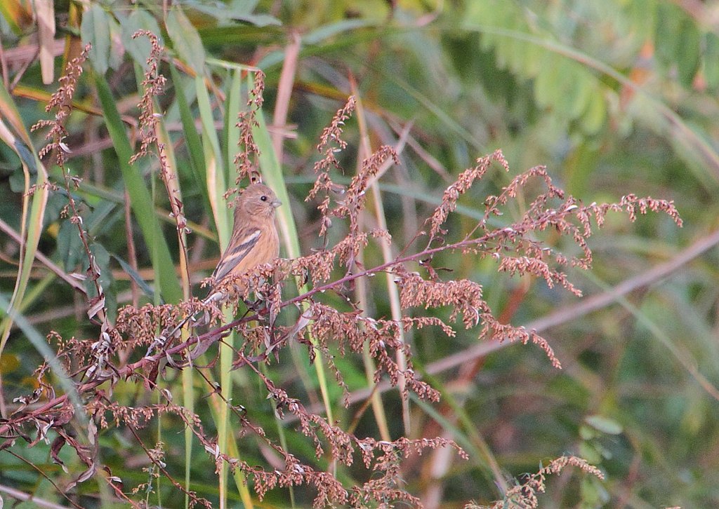 ベニマシコ♀