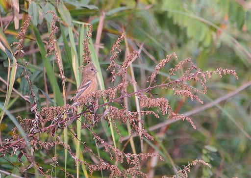 ベニマシコ♀