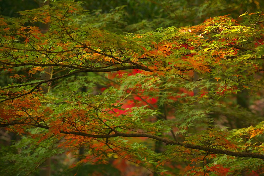 紅葉