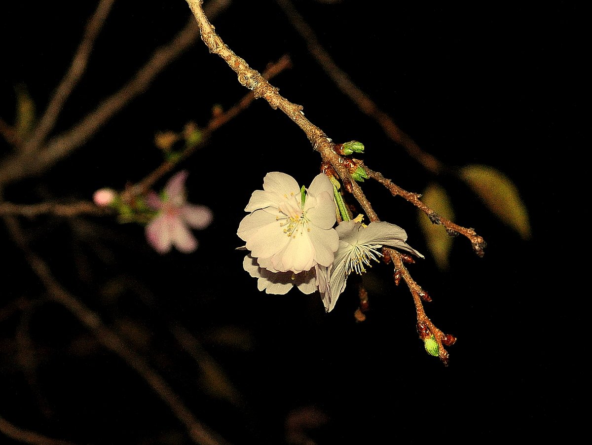 夜桜