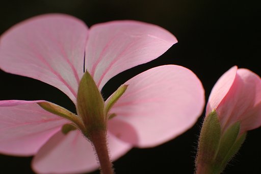 秋の透過光・・・