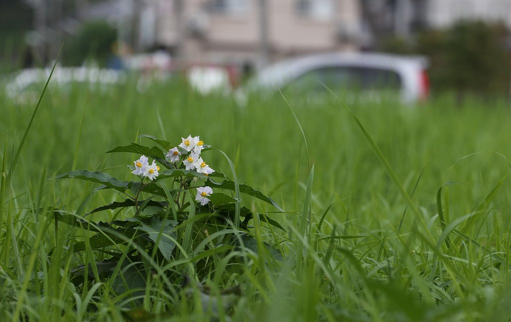 駐車場わきの草っ原