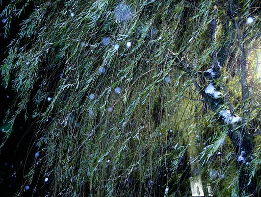 雪が降る　貴方は、、、