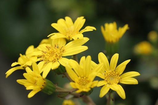 ツワブキ
