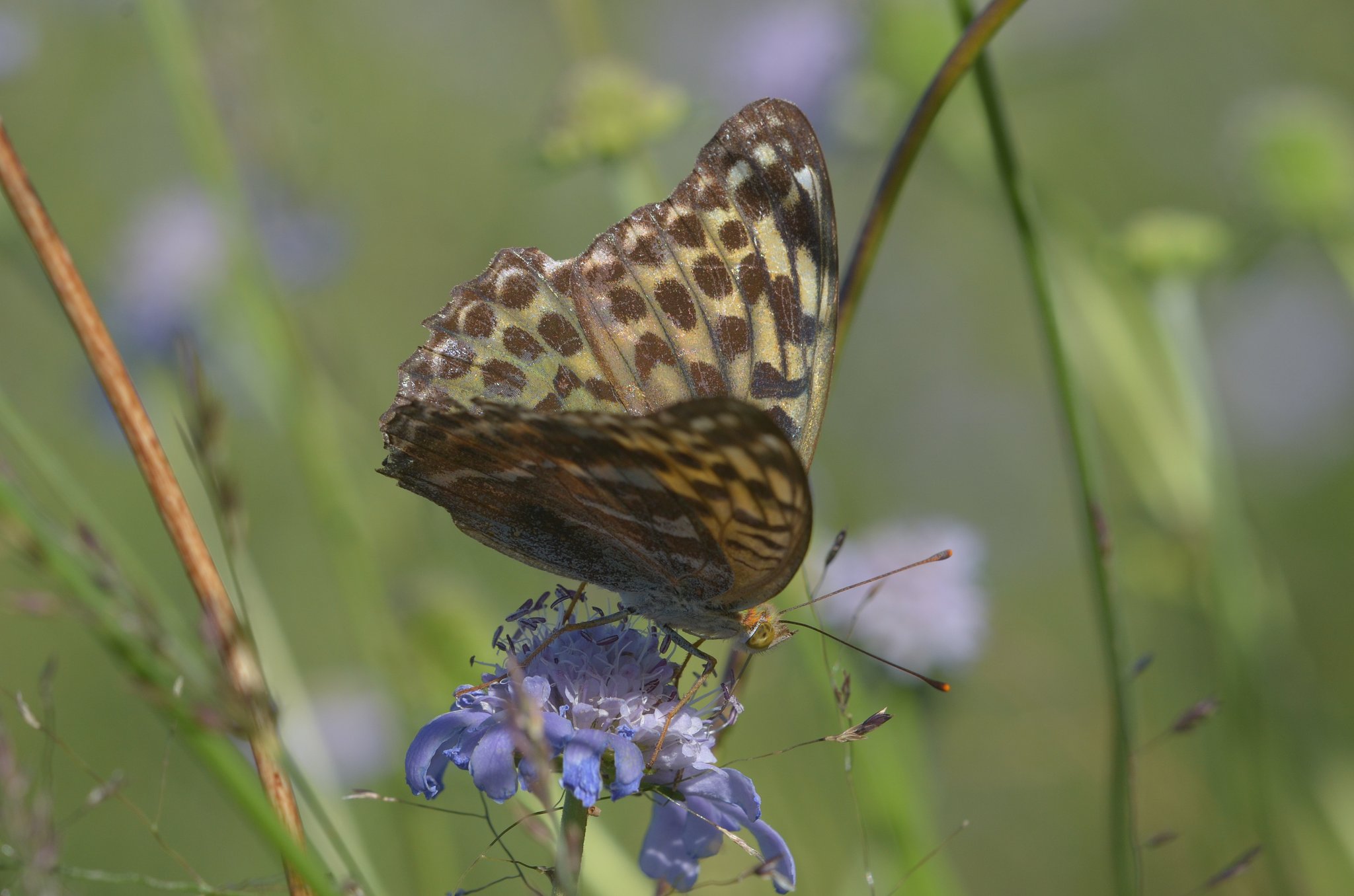 ミドリヒョウモン♀暗色型