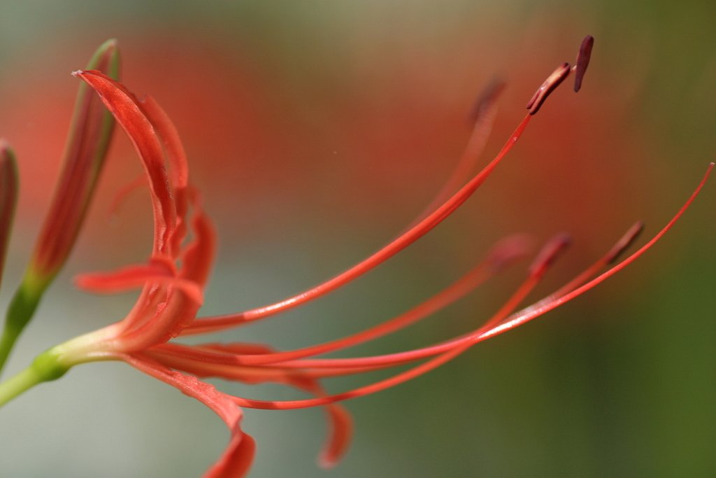 彼岸花一花