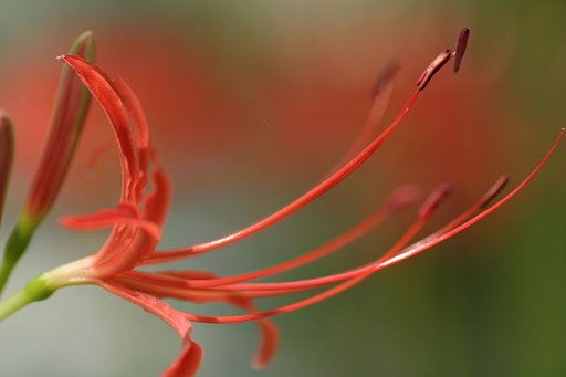 彼岸花一花