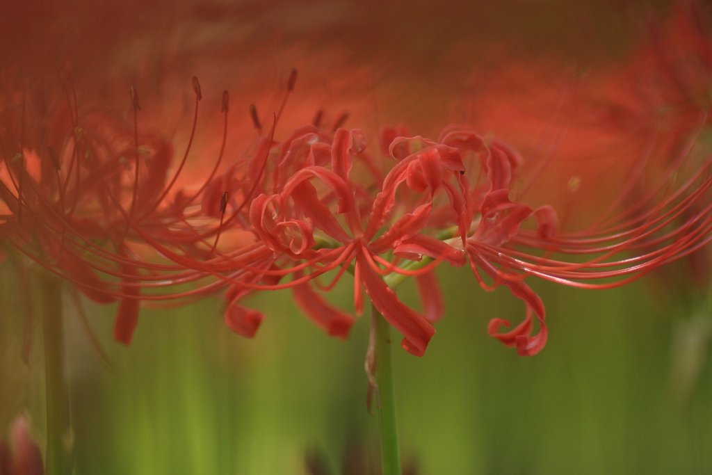 曼珠沙華